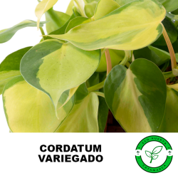 Cordatum Variegado