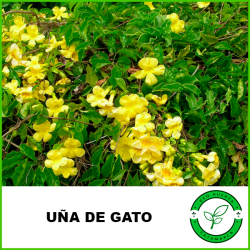 Uña de Gato