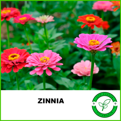 Zinnia