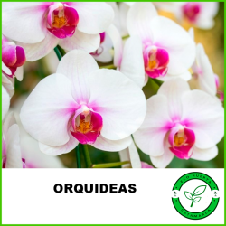 Orquidea