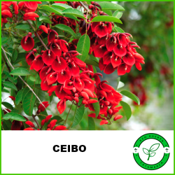 Ceibo