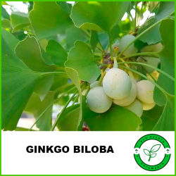 Ginkgo Biloba