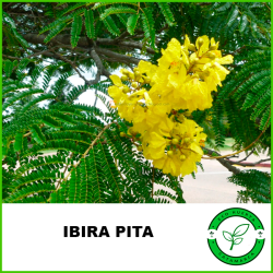 Ibira Pita