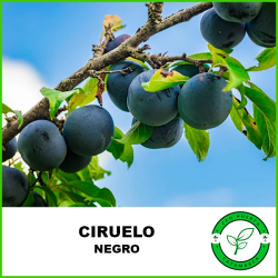 Ciruela Negra