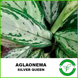 Aglaonema "Silver Queen"