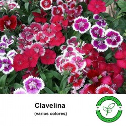 Clavelina