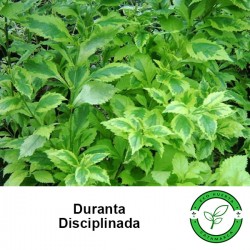 Duranta Disciplinada