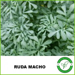 Ruda Macho (hoja ancha)