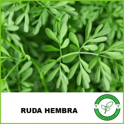 Ruda Hembra (hoja chica)