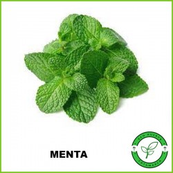 Menta