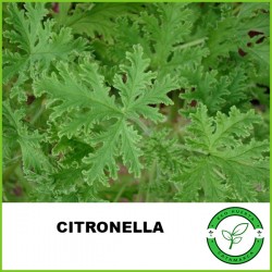 Citronella