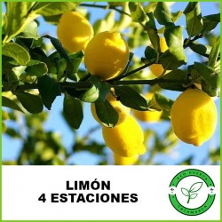 Limón 4 Estaciones