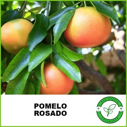 Pomelo Rosado