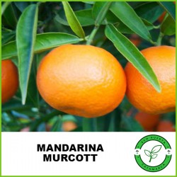 Mandarina Murcott