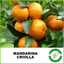 Mandarina Criolla