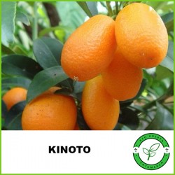 Kinoto