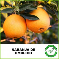 Naranja de Ombligo