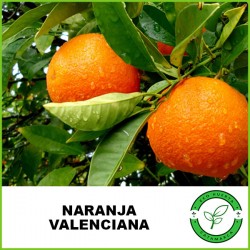 Naranja Valenciana