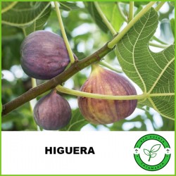 Higuera