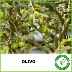 Olivo