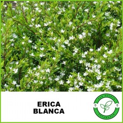 Erica (o Erika) Violeta /...