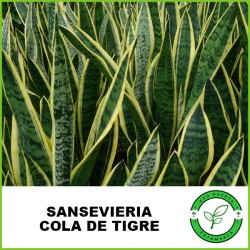 Sanseviera Cola de Tigre