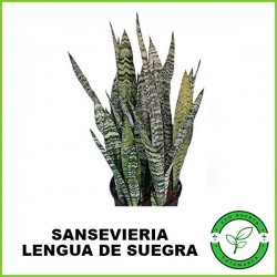 Sansevieria Lengua de Suegra