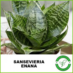 Sansevieria Enana
