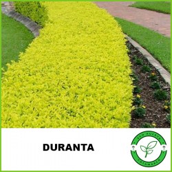 Duranta