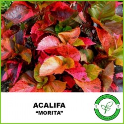 Acalifa "Morita"