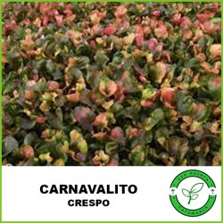 Carnavalito "Crespo"...