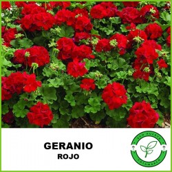 Geranio / Malvon (varios...