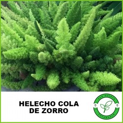 Helecho Cola de Zorro