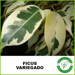 Ficus Variegado