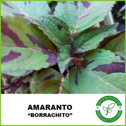 Amaranto Borrachito