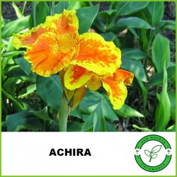 Achira