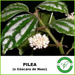 Pilea (o Cáscara de Nuez)