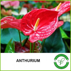 Anthurium Rojo