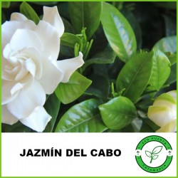Jazmín del Cabo