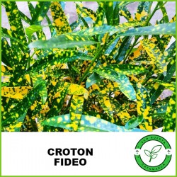 Croton Fideo