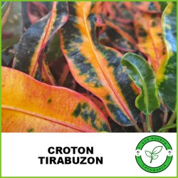 Croton Tirabuzon