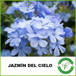 Jazmín del Cielo