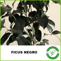 Ficus Negro