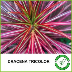 Dracena Tricolor