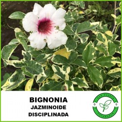 Bignonia Jazminoide...