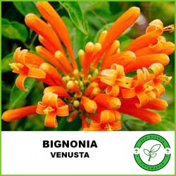 Bignonia Venusta