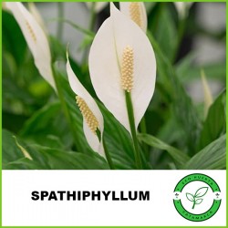 Spathiphyllum