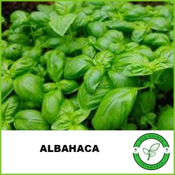 Albahaca