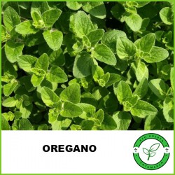 Orégano