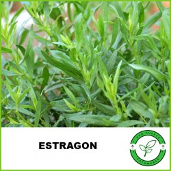 Estragon